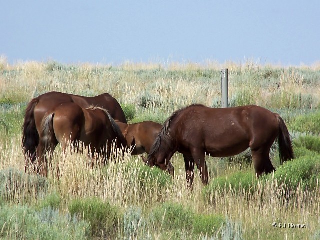 100_6298_WY_RockSprings_WildHorse.jpg - Wild Mustangs - Wild Horse Loop, Rock Springs, Wyoming ~July 26, 2005