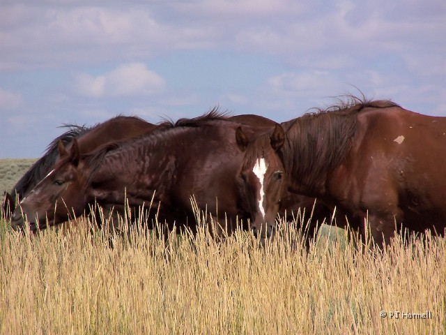 100_6300_WY_RockSprings_WildHorse.jpg - Wild Mustangs - Wild Horse Loop, Rock Springs, Wyoming ~July 26, 2005