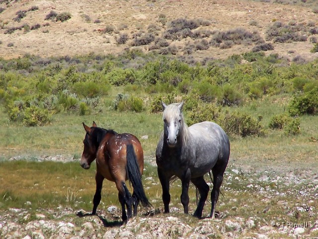 100_6345_WY_RockSprings_WildHorses.jpg - Wild Mustangs - Rock Springs, Wyoming ~July 28, 2005
