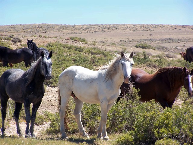 100_6352_WY_RockSprings_WildHorses.jpg - Wild Mustangs - Near Rock Springs, Wyoming ~July 28, 2005